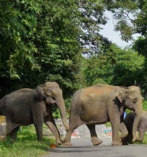 MP to get 15 elephants from Assam, forest officials to visit next week to finalise formalities 