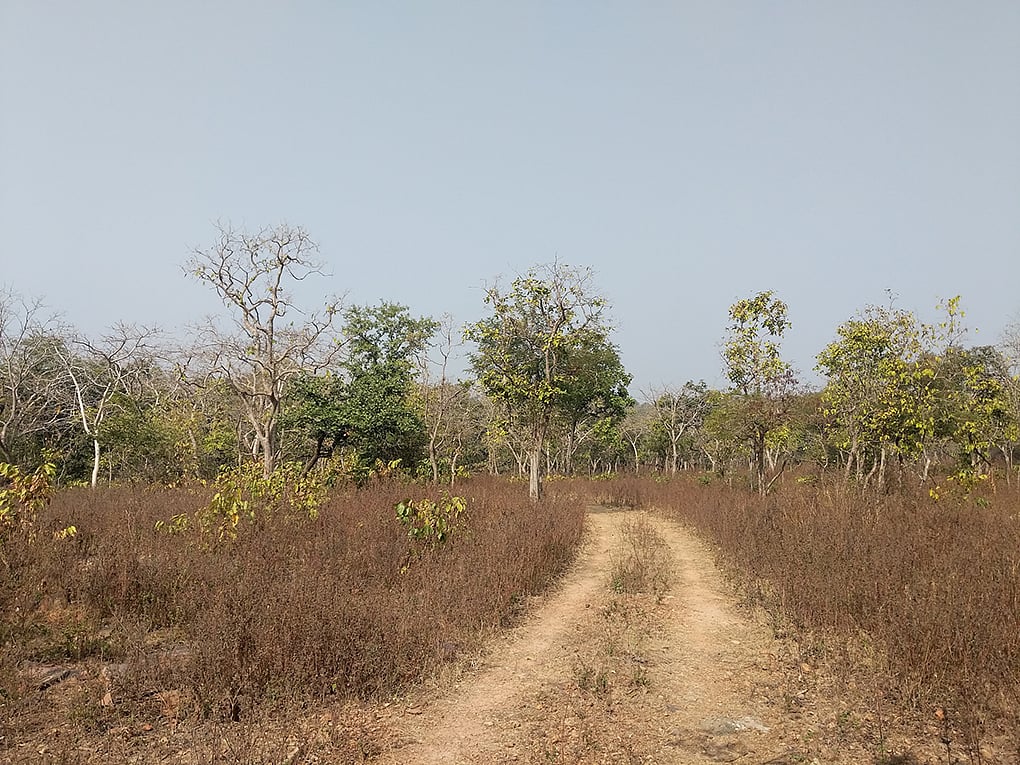 Madhya Pradesh: Revenue officials in Satna sell 54 acre govt land allocated for tribals to pvt...