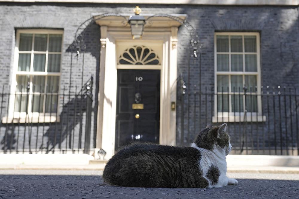Larry the Cat, Britain's Chief Mouser to the Cabinet Office rests in front of 10 Downing Street in London, Friday, July 8 | AP