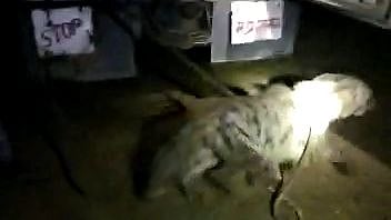 Morena: Hyena caught after moving in town for 48 hours