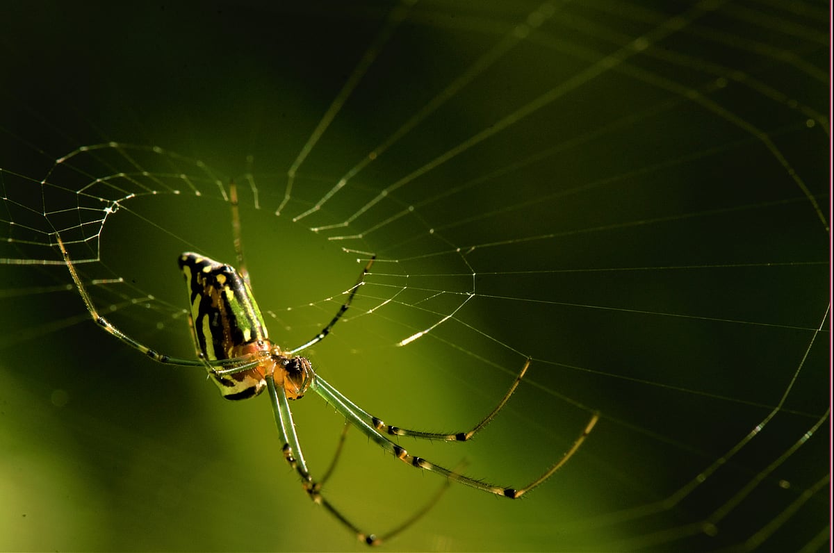 Spider silk can make bulletproof shields