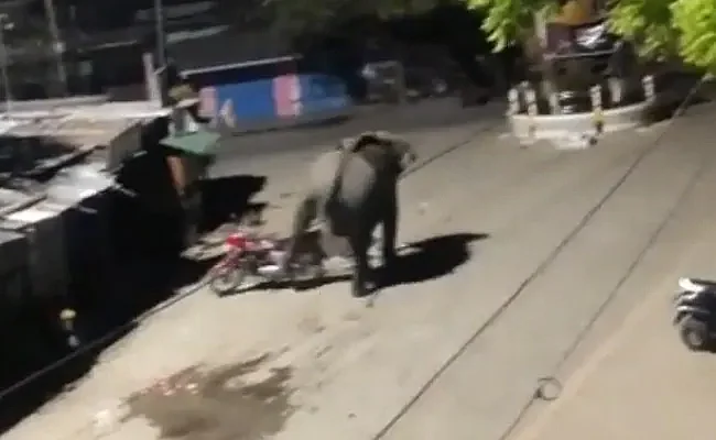 Elephant roams on Assam streets at night; knocks down parked vehicle | 