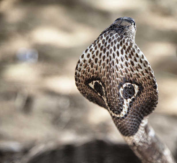 Man comes for funeral post snakebite kills his brother, he too gets bitten, dies