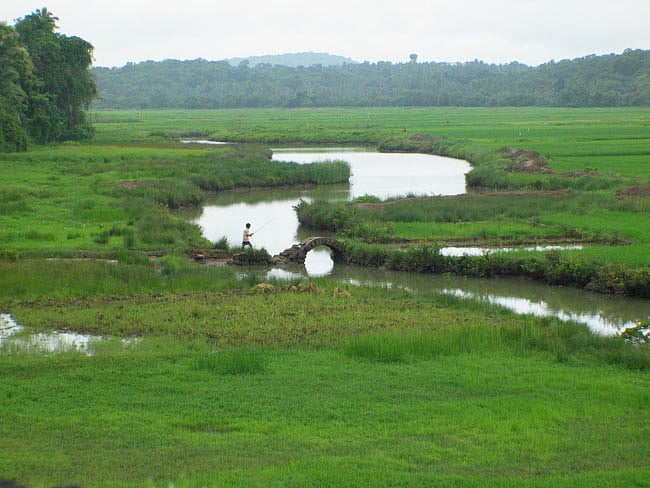 Rice fields in Moira village, Goa | Wikimedia Commons