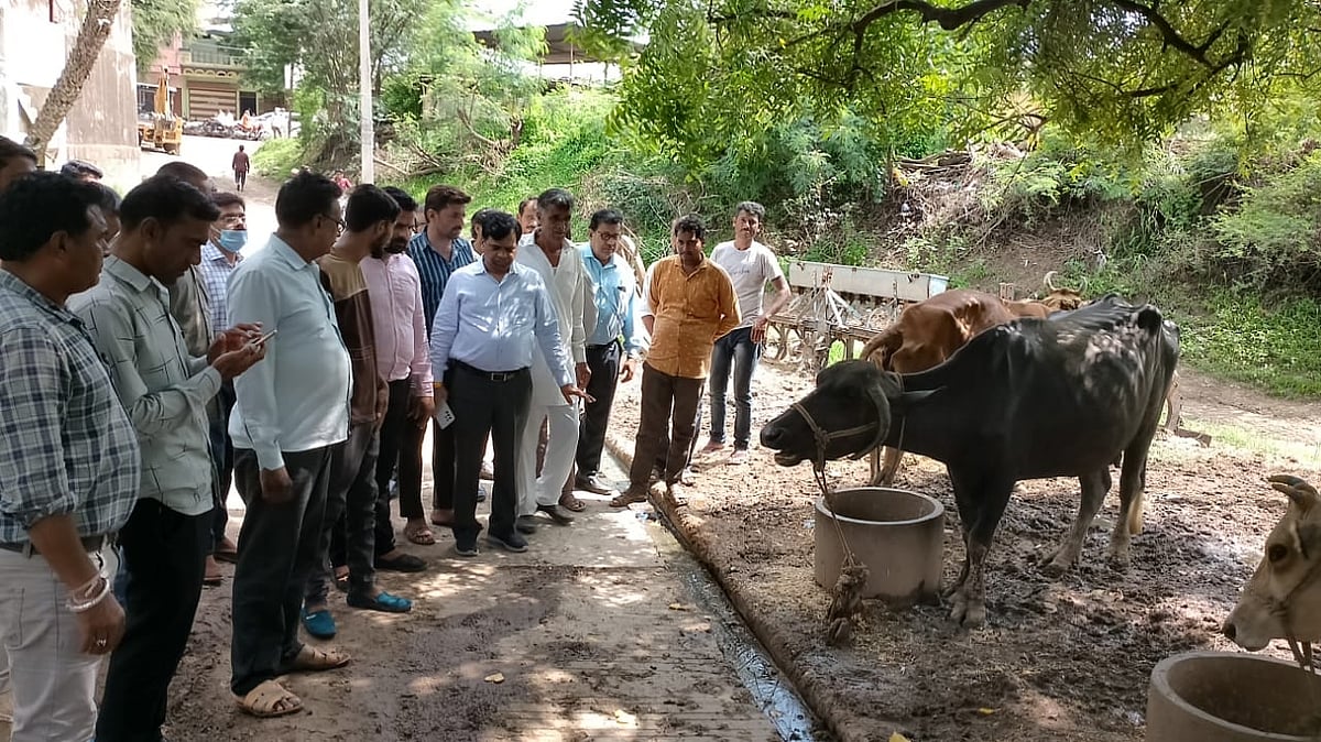 Khargone: Vaccine not available for Lumpy virus; control room set-up in district, sampling of suspicious cattle begins