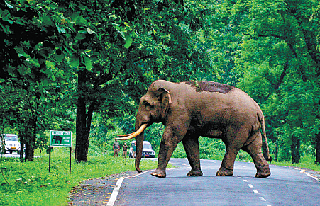 An Indian Elephant, crossing a road | 