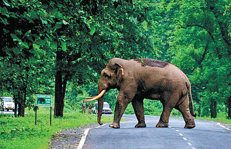 Human - Elephant conflict: ‘Youth can solve problem of co-existence’