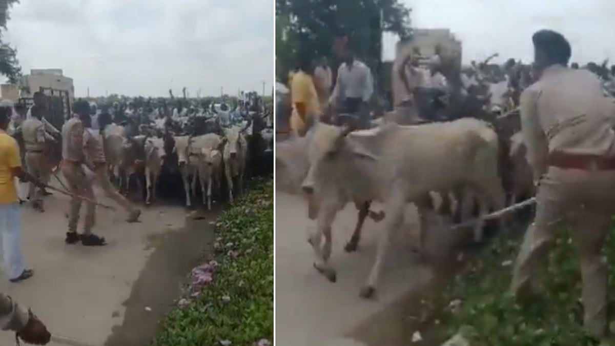 Gujarat: 10,000 cows released on roads to protest against govt 