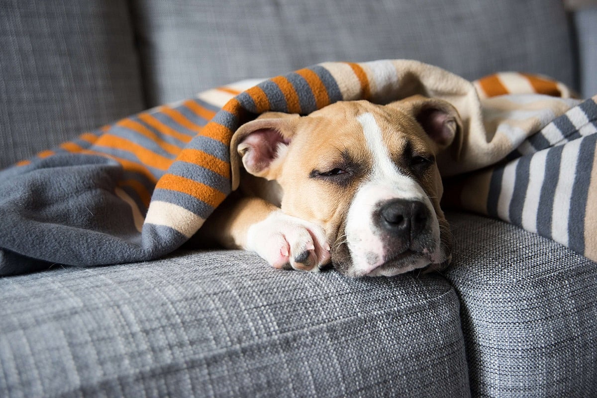 Five ways to improve your pet’s sleep 