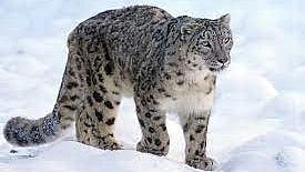 Snow leopards are one of a rare animal species that can be found in India | pixbay