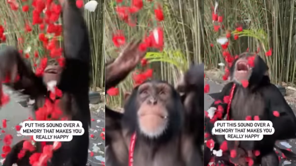 Watch: Chimpanzee enjoys rose showers just like humans