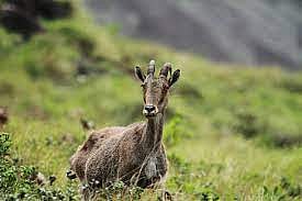 Nilgiri Thar