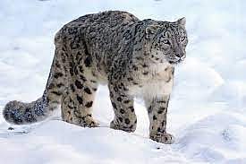 Snow leopards