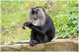 Lion-tailed macaques