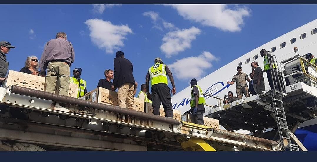 Cheetahs have left Namibia for India