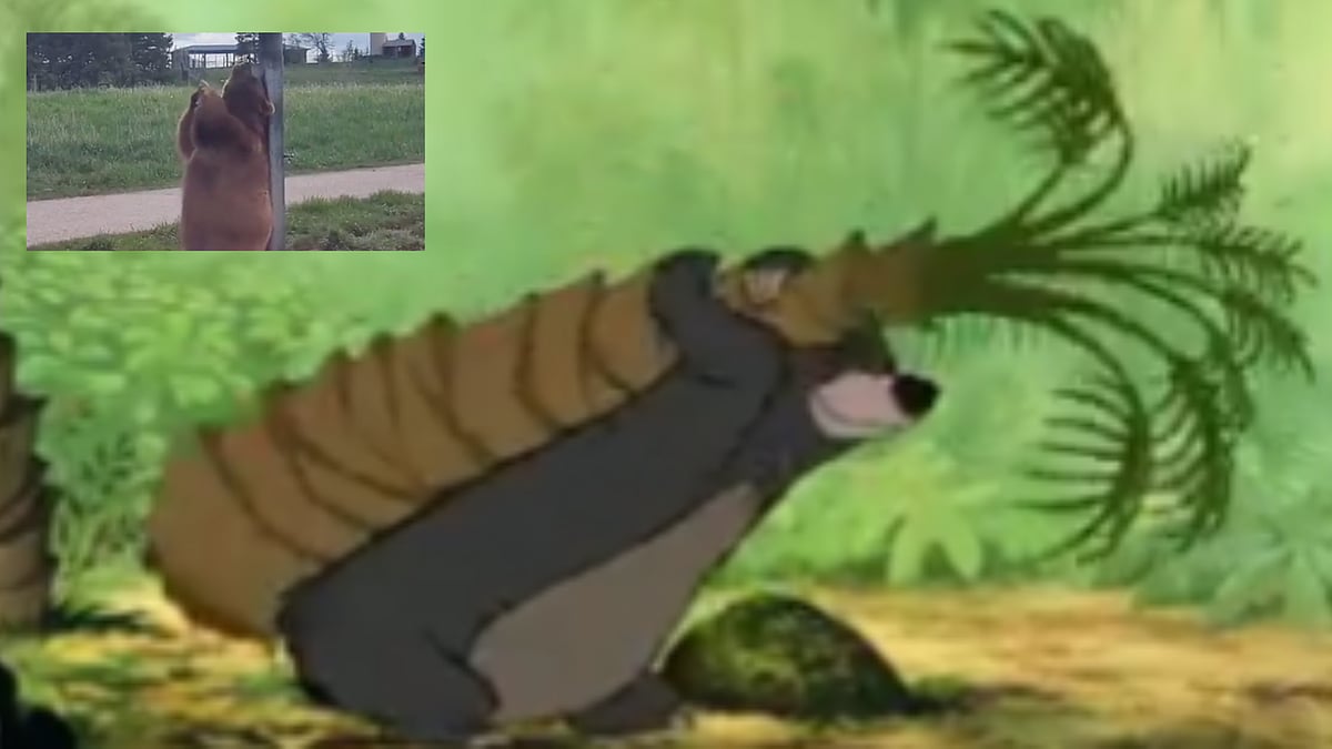 Watch: Viral video shows bear scratching its back on a pole; netizens remember Mowgli's Baloo from 'The Jungle Book'