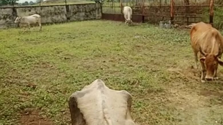 Lumpy virus: Burhanpur civic body to quarantine affected cattle 