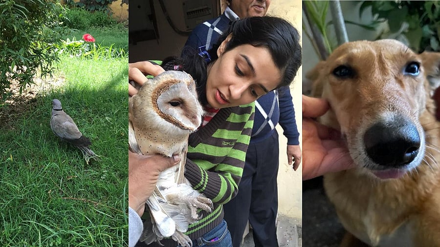 Shambhavi Sharma: A cancer specialist with a passion for animal welfare