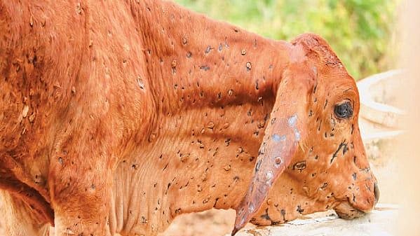 Lumpy Disease: Intensive vaccination drive underway in state