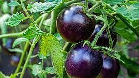 Purple Tomato | Twitter