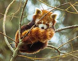 Red panda