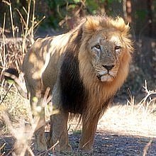 Asiatic lion