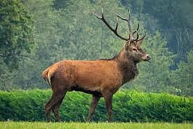 Kashmiri Red Stag