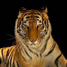 Bengal Tigers