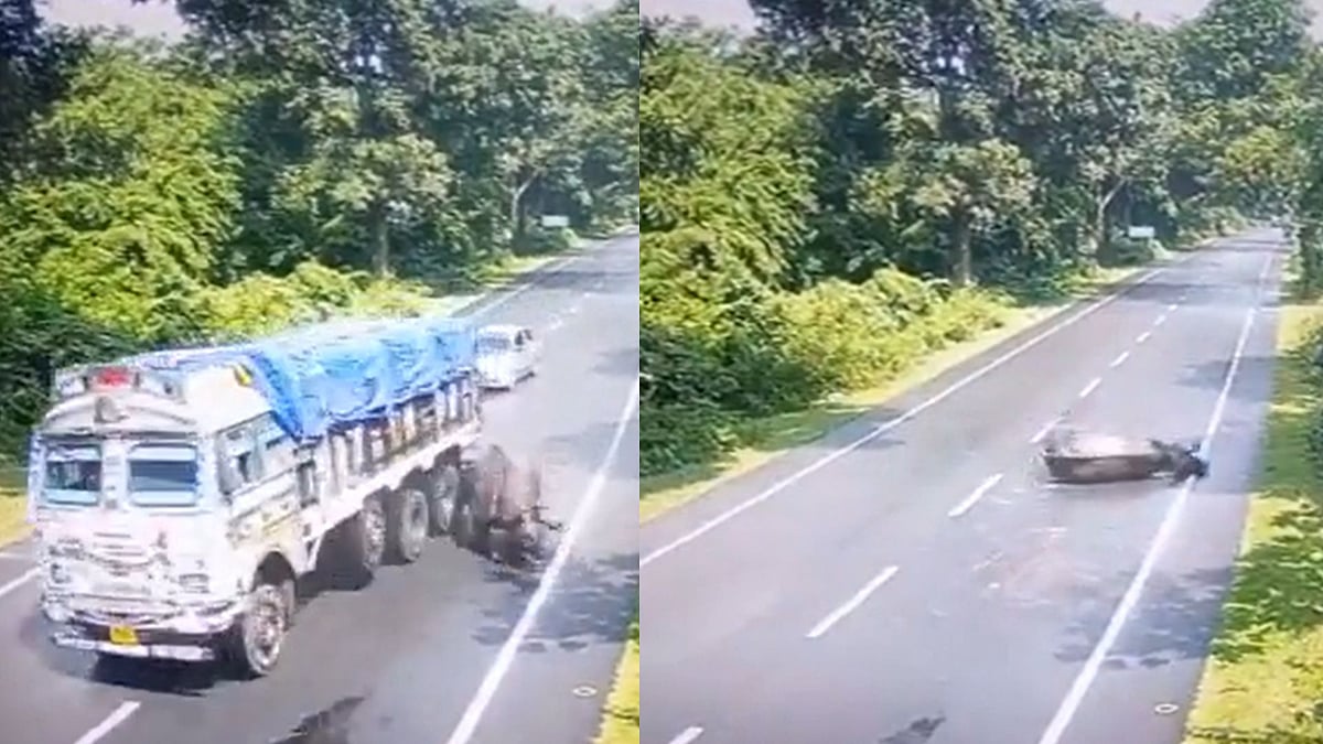 Watch video: A rhino in Kaziranga was injured after being hit by a truck