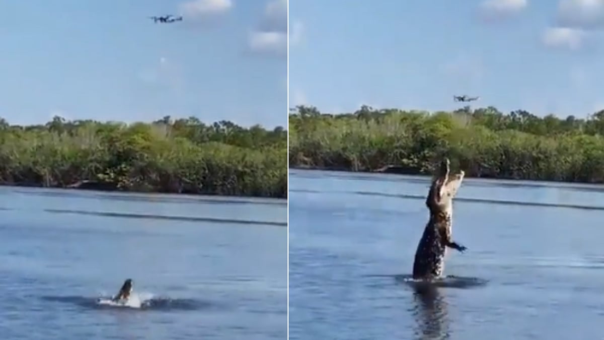 Watch: Catch or a miss? Crocodile jumps out of water to swallow flying drone
