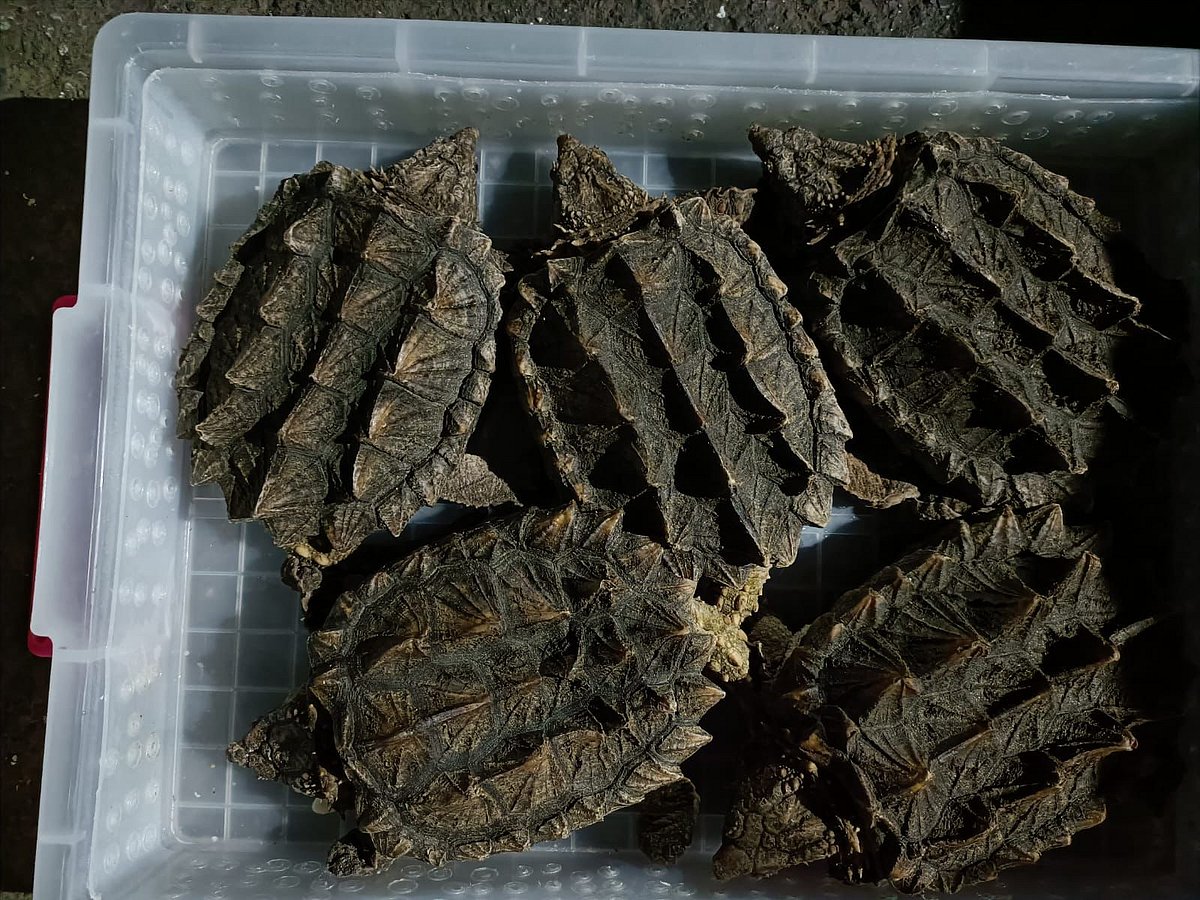 There were turtles and other reptiles, like lizards and pythons, in some of the packages