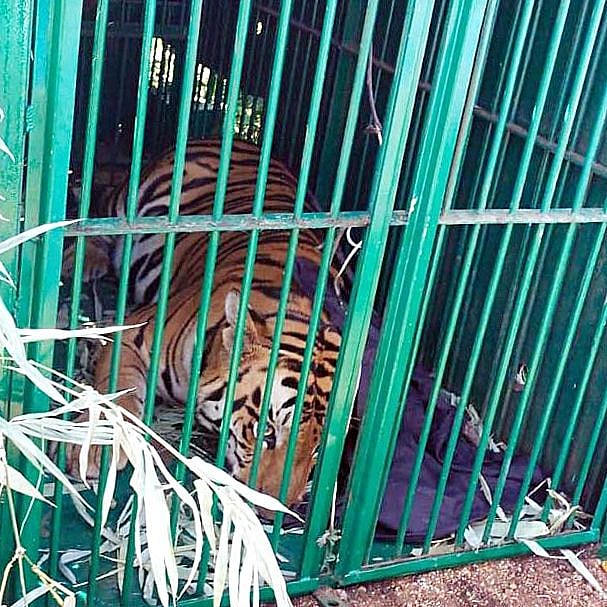 Bhopal: Tiger, finally, in cage at MANIT