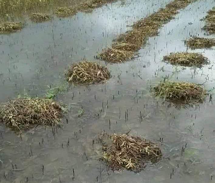 Manasa: Dhakad writes to CM for compensating farmers for crop loss