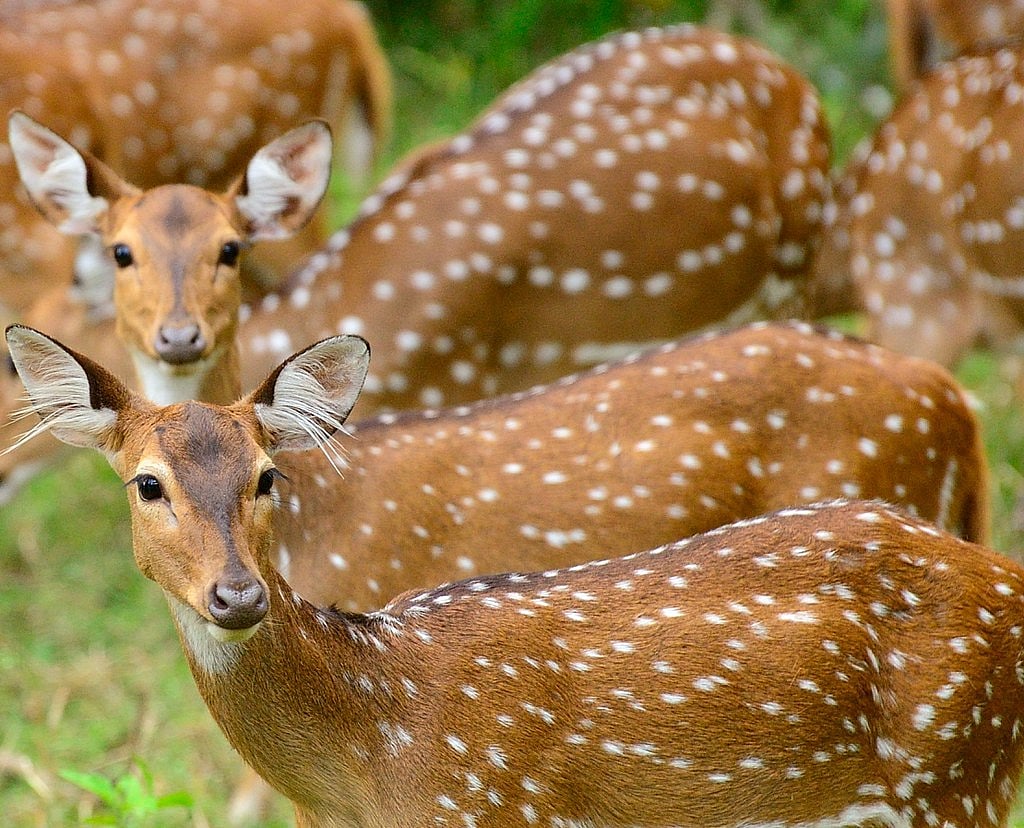 Karnataka politician's farmhouse housing blackbucks, spotted deers, wild boars, jackals as pets seized by Forest officials