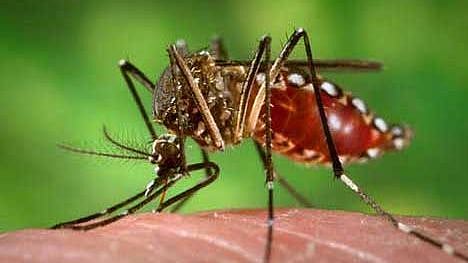 Indore: Smoke on Diwali fails to arrest
situation, dengue cases rising
