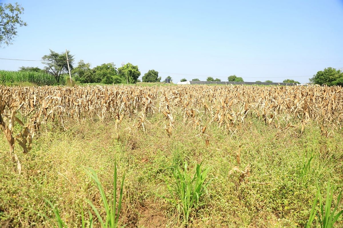 Former Maharashtra CM Uddhav Thackeray demanded that the state government should not only immediately declare wet drought, as the havoc has been created by retreating rains damaging the crops, but also provide Rs 50,000 per hectare assistance to the farmers