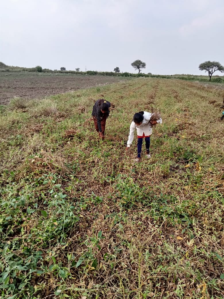 School students busy in soybean harvesting in Sardarpur tehsil of Dhar district in Madhya Pradesh