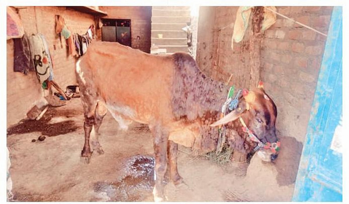 Madhya Pradesh: Lumpy virus outbreak in Gandhwani villages