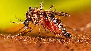 Dengue scare: Five more fall prey, total 227