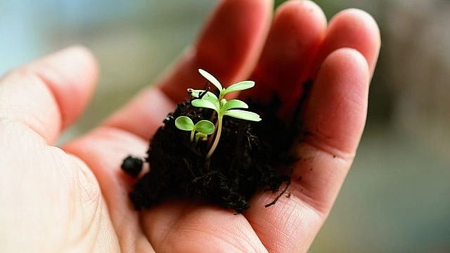 Burhanpur: 95 weed plants recovered from farm, case registered