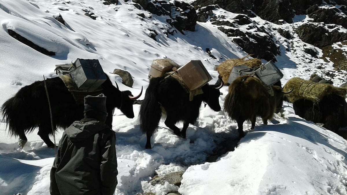 ITBP's Yak 'Bahubali', pony 'Madhu' get medals for carrying rations ...