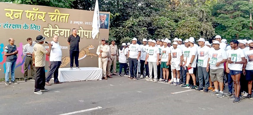 Bhopal: City runs for cheetahs 