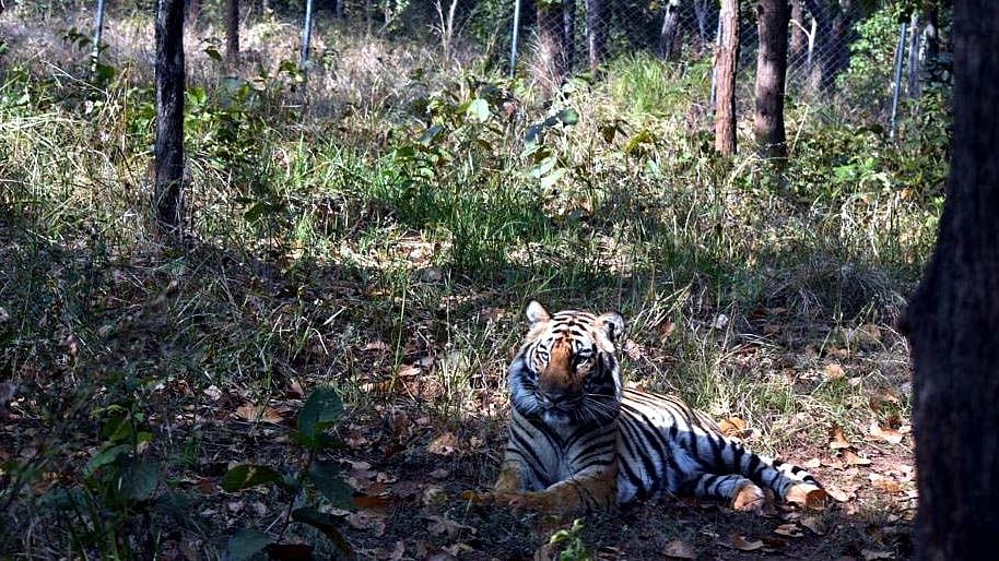 Only two wild animals adopted by people at Van Vihar so far