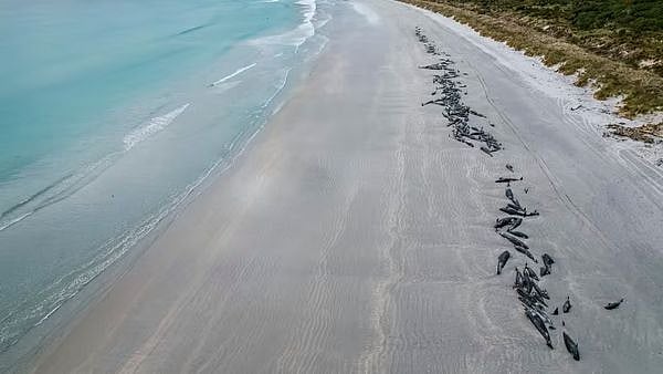 New Zealand: Several whales washed away to death on Chatham Islands