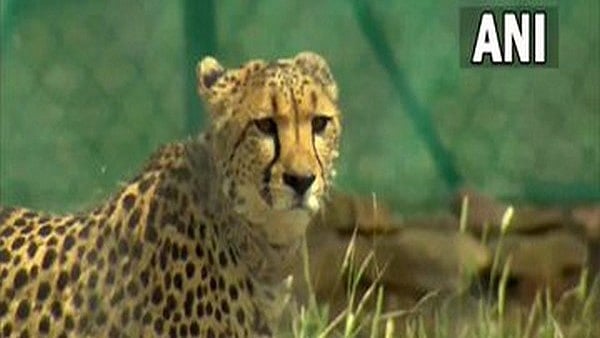 Madhya Pradesh: With three cheetahs being moved from quarantine zone, all eight big cats in KNP's acclimatisation enclosure