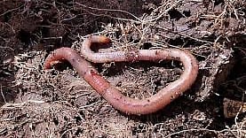 West Bengal: Teen held after video of minor being forced to eat earthworm goes viral; was promised...
