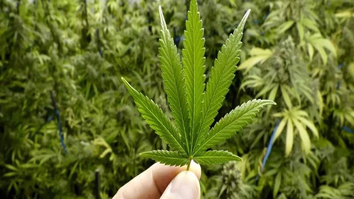 Barwani: Siblings arrested for cultivating cannabis on cotton fields
