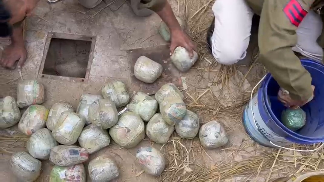 Neemuch: Ganja crop valued at Rs 5 crore seized 
