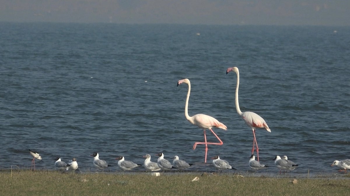 Maharashtra: Asian Waterbird Census begins in Latur, 36 bird species spotted on day 1 | Representative pic / FPJ