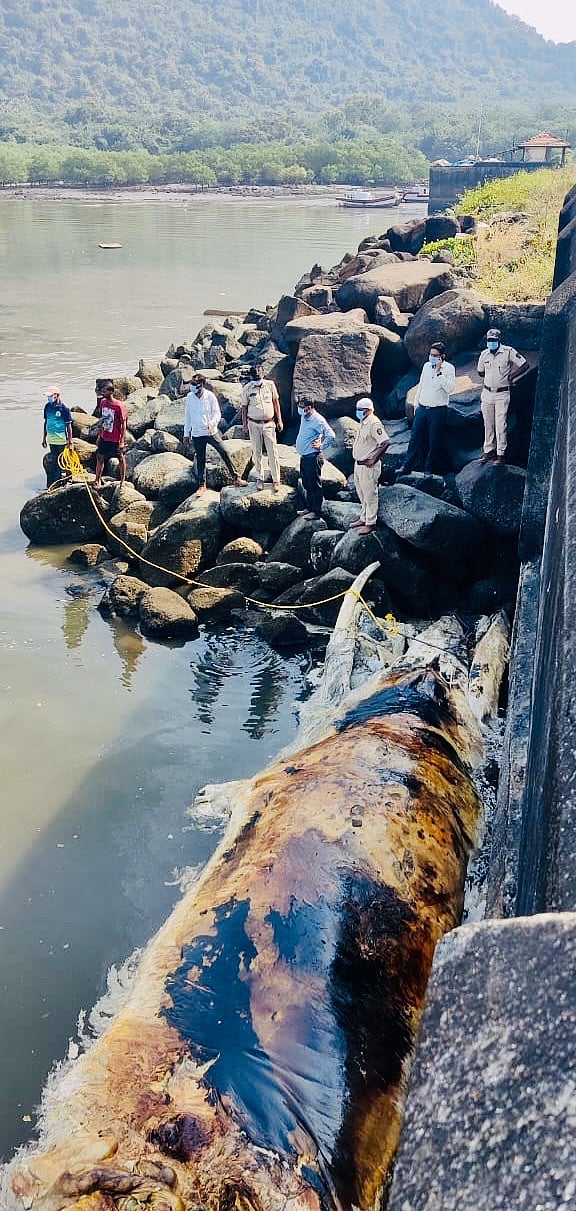 Forest department officials and localites gather to help dispose the giant mammal